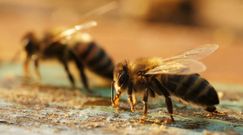 Jad pszczół leczy raka. Przełomowe odkrycie naukowców