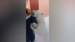 Oswoili niedźwiedzia polarnego. Niezwykłe nagranie z Syberii