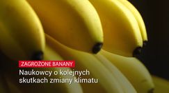 Banany mogą na stałe zniknąć ze sklepowych półek