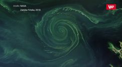 Zielony "wir" w wodach Morza Bałtyckiego