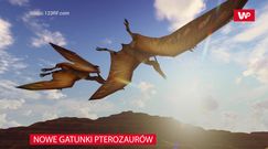 Nowe gatunki pterozaurów