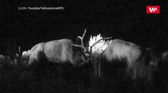 Walka dwóch jeleni o samicę. Brutalne gody w Yellowstone