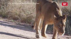 Lwica wyczuła ofiarę z 4 km. Niezwykłe nagranie z safari w RPA