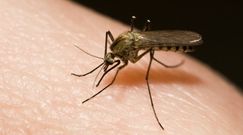Naturalne sposoby na odstraszenie komarów