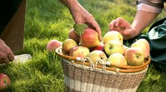 2 jabłka dziennie - jedz na zdrowie!