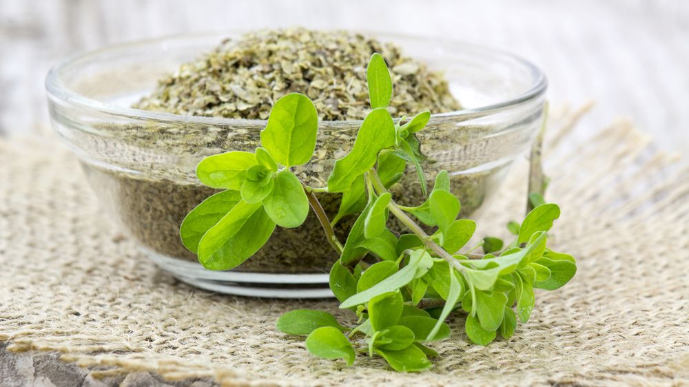 Majeranek wykorzystywany jest w medycynie naturalnej