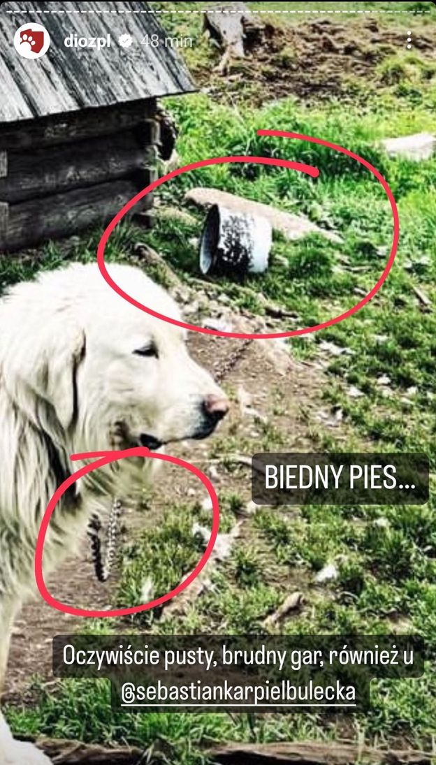 Sebastian Karpiel-Bułecka w ogniu krytyki za zdjęcie psa na łańcuchu. "Weź się pan sam przypnij do tej budy!" (FOTO)