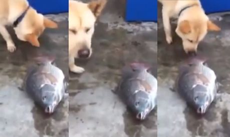 Pies próbował uratować... rybę!