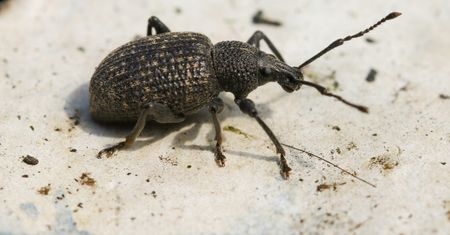 Najgorszy szkodnik w ogrodzie. Sieje prawdziwe spustoszenie