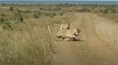 Zasadzka lwów na guźca. Nagranie turystki z safari w RPA