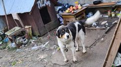 Skrajnie zaniedbane psy. Policjanci z Olsztyna pokazali zdjęcia z interwencji