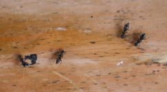 Sposoby na mrówki. Jak wytępić je z domu lub ogrodu?
