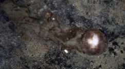 Dziwne ślady na dnie oceanu. Przełomowe odkrycie naukowców z Niemiec