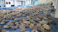 Tysiące żółwi zamarzają u wybrzeży Teksasu. Dramatyczna akcja ratunkowa