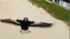 Agresywna sroka w akcji. Ptak zaatakował drona