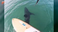 Rekin podpłynął niebezpiecznie blisko. Przypadkowe nagranie z USA