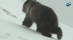 Niedźwiadek z Kasprowego Wierchu nie żyje. Zginął w starciu z dorosłym osobnikiem