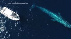 Spotkanie z morskim gigantem. Niezwykłe nagranie z drona