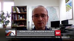 Wilki w Polsce coraz częściej atakują. Jest ich w naszym kraju za dużo?