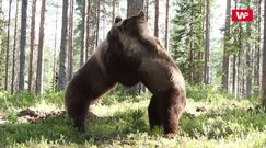 Walka pomiędzy ogromnymi niedźwiedziami brunatnymi. Niecodzienne wideo z Finlandii