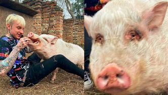 Smolasty dokarmia świnię na Instagramie. Fani: "Jedyna świnia, jaką udało ci się wyrwać"