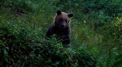 Niedźwiedź w czereśniach. Nagranie Nadleśnictwa Baligród