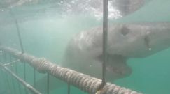 Ogromny rekin zaatakował nurków. Przerażające nagranie z RPA