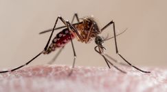 Sposoby na odstraszenie komarów. Dr Michał Sutkowski radzi, jak się ich pozbyć
