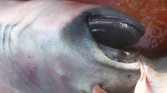 "Bezzębny rekin" u wybrzeży Wietnamu. Rybak pokazał tajemniczą bestię
