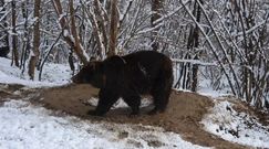 Niedźwiedzica żyła 20 lat w zoo. Tych traumatycznych chwil nie zapomni