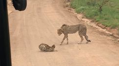 Serwal kontra gepardy. Niezwykłe nagranie z Afryki