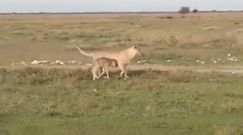 Lwica zaopiekowała się młodym gnu. Zdumiewające nagranie z drapieżnikiem z Afryki
