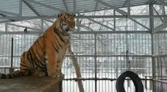 "Śpiew" tygrysa. Syberyjskie zoo pokazuje zadziwiające nagranie