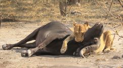 Lwica kontra bawół. Nagranie z afrykańskiego safari