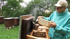 Tradycyjne miodobranie w Bieszczadach. Nagranie z pasieki cenionego pszczelarza
