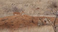 Ciekawska impala wpadła w pułapkę. Nagranie z Parku Narodowego Krugera