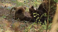 Rodzina niedźwiedzi. Niezwykłe nagranie z Bieszczad