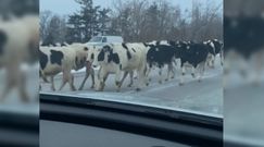 Krowy uciekinierki. Rozpędzone stado wbiegło na autostradę