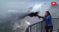 Przelot orła bielika. Spektakularne nagranie