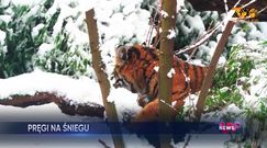 Tygrysica bawi się w śniegu. Nagranie z Wrocławia