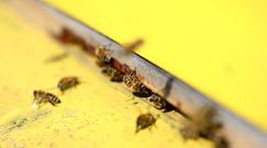 Zapachy, które odstraszą pszczoły i osy