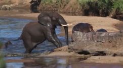 Słoń zaatakował hipopotama. Niezwykłe nagranie z safari