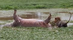 Lew znalazł martwego hipopotama. Nie spodziewał się tego, co się stanie