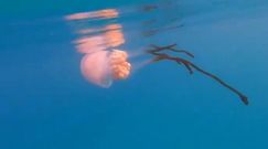 Gigantyczne meduzy na plaży. Nastraszyły turystów w Hiszpanii