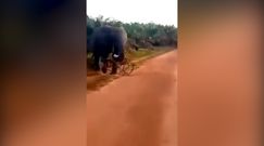 Atak słonia na rowerzystę. Zwierzę zainteresowało się jednośladem