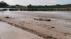 Dramat rolników, pogoda zniszczyła plony. Kołodziejczak: Odszkodowań nie będzie, ministerstwo odmówiło