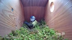 Niezwykłe nagranie sikorki modrej. Od pustej budki lęgowej do pierwszego jajka