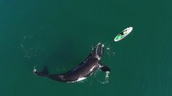 Oko w oko z wielorybem. Spektakularne nagranie znad wybrzeża Argentyny