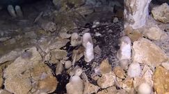 Górnicy z Jukatanu. Odkrycie amerykańskich archeologów