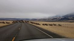 Ogromne stado jeleni na drodze. Niecodzienne nagranie z USA